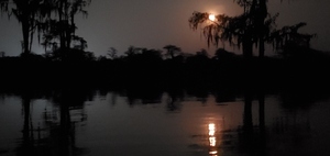 [Moon in cypress limb]