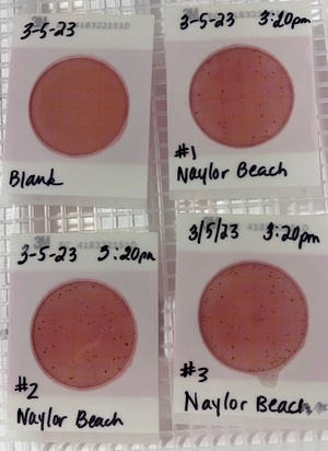 [Plates, Naylor Park Beach 2023-03-05]