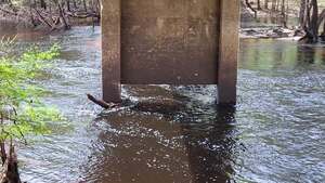 [Movie: Level and Flow, Nankin Boat Ramp, Withlacoochee River @ Clyattville-Nankin Road 2023-03-09]