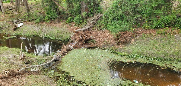 [Second deadfall with trash, Two Mile Branch, 2023-03-29, 15:57:17, 30.8671244, -83.2851701]