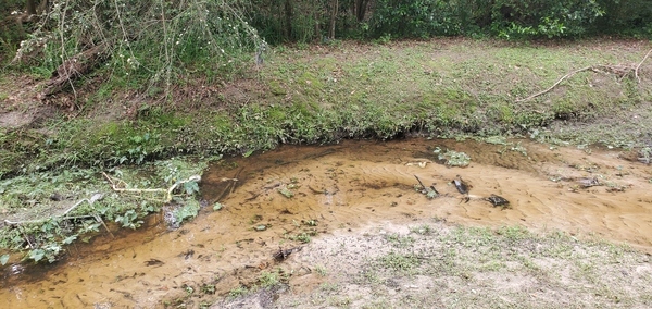 [Shopping buggy trash washed downstream, Two Mile Branch, 2023-03-29, 15:58:03, 30.8675860, -83.2853140]