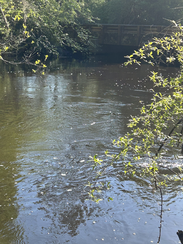 [Franklinville, Withlacoochee River @ Frankinville Road 2023-03-30]