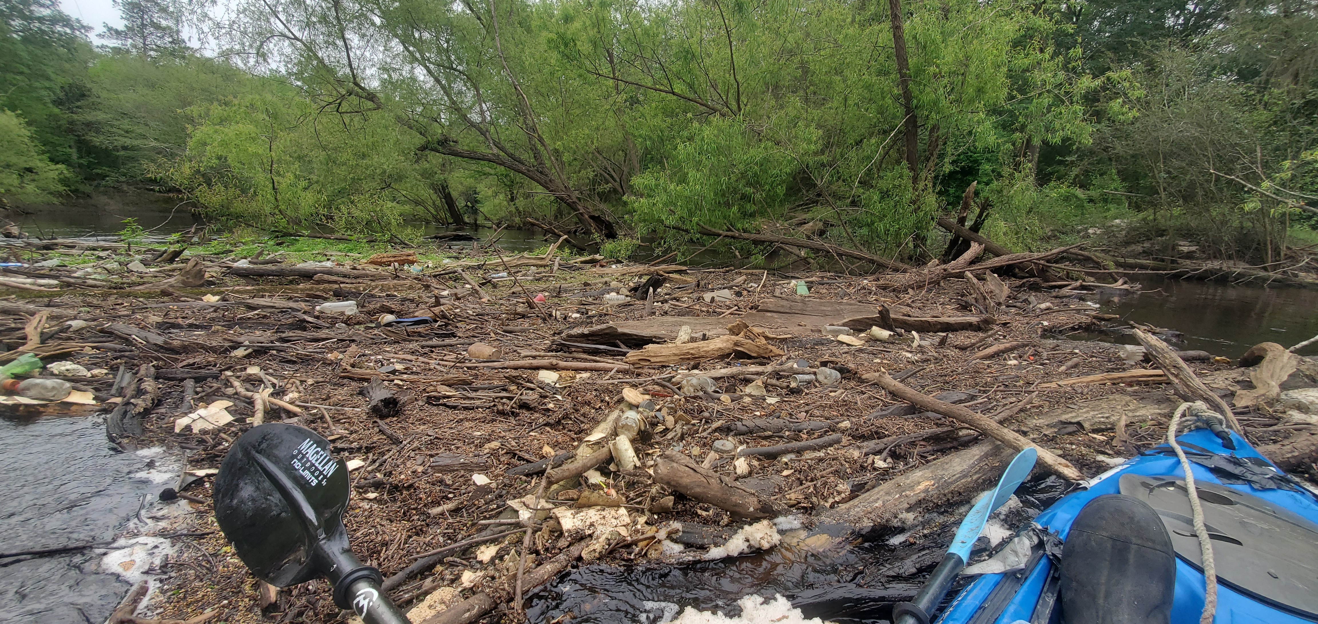 Big floating trash jam: a gator jumped off about 2 feet to my right, 11:08:35, 30.6902824, -83.4406432