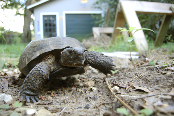 [Gopher tortoise in human habitat --FFWCC]