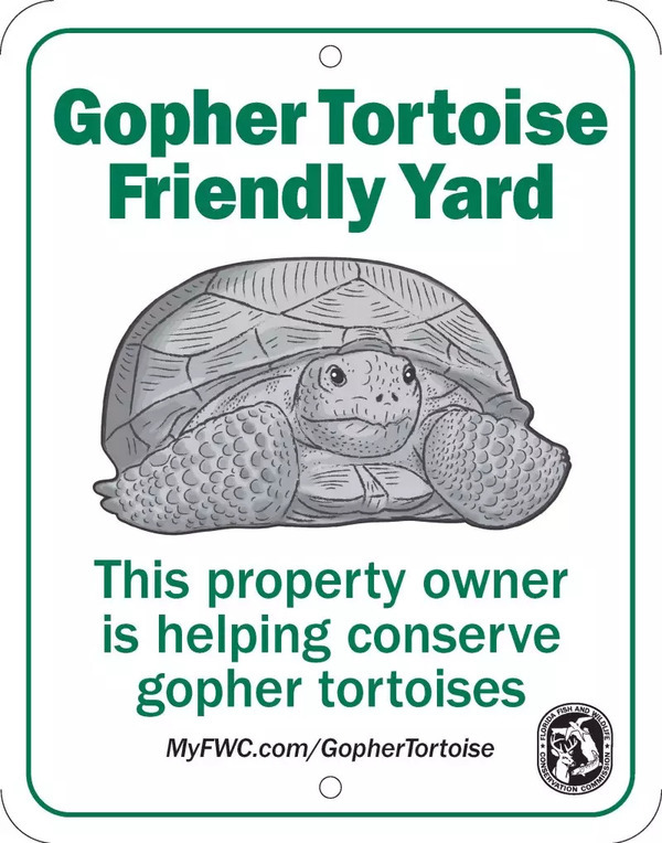 Gopher tortoise friendly yard --FFWCC