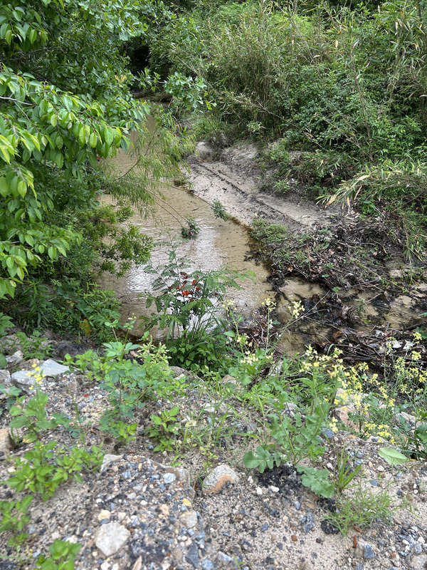 [Crawford Branch, Withlacoochee River @ Skipper Bridge Road 2023-04-13]