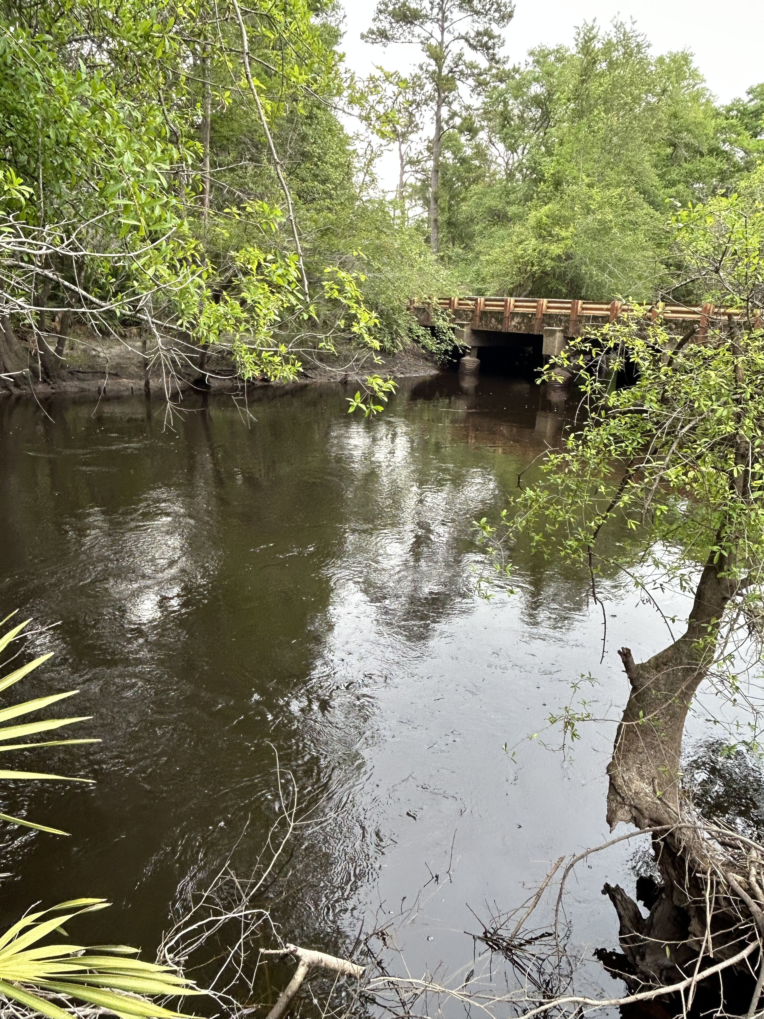 Franklinville, Withlacoochee River @ Frankinville Road 2023-04-13