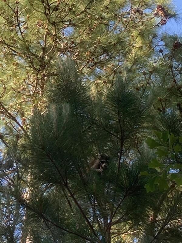 [Raccoon in tree]