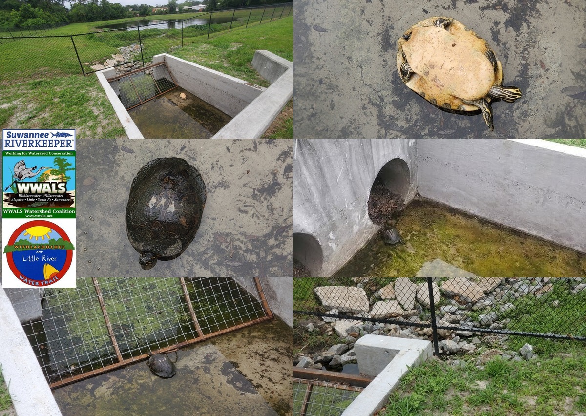 Turtle upside down in trash trap, rightside, culverts, Lee Street detention pond 2023-04-24