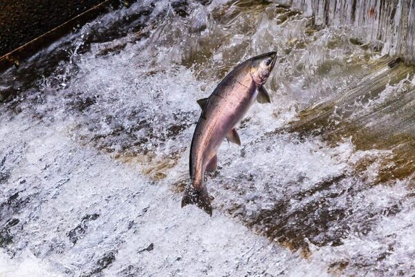 [Washington dam removal is controversial but may be the best chance for salmon, earth.com 2019-08-20 https://www.earth.com/news/washington-dam-removal-salmon/]