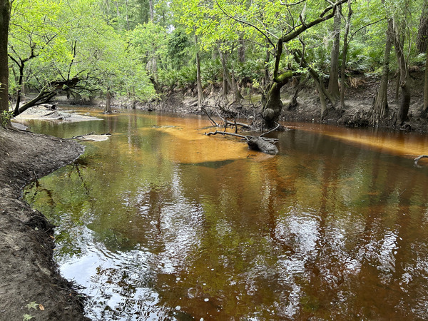 Franklinville downstream, Withlacoochee River @ Frankinville Road 2023-06-01