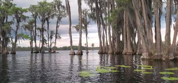 Movie: Leisurely paddle through the cypress trees (37M)