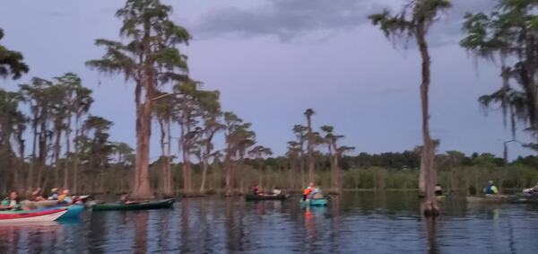 [Movie: Paddlers around the bat tree (60M)]