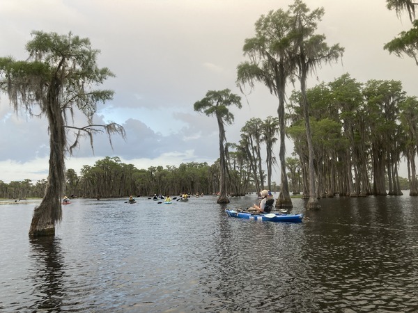 [Into the cypress trees --Gretchen Quarterman]