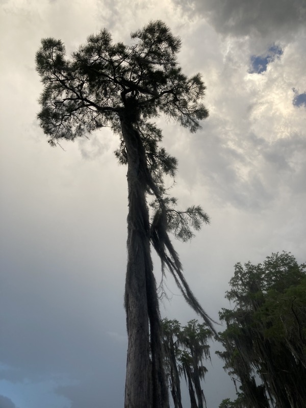 [Cypress and Spanish moss --Gretchen Quarterman]