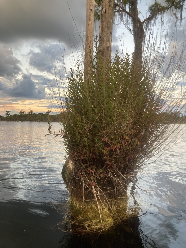 [Brush on tree stob --Gretchen Quarterman]