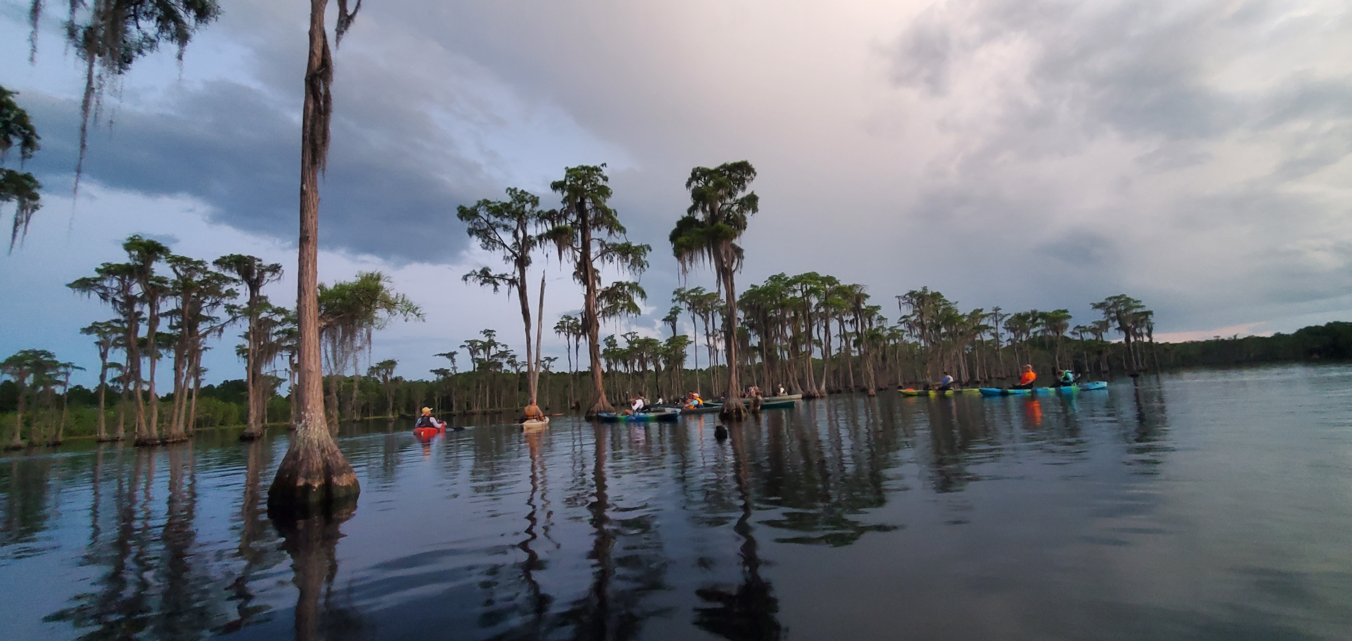 Rain beyond bat tree