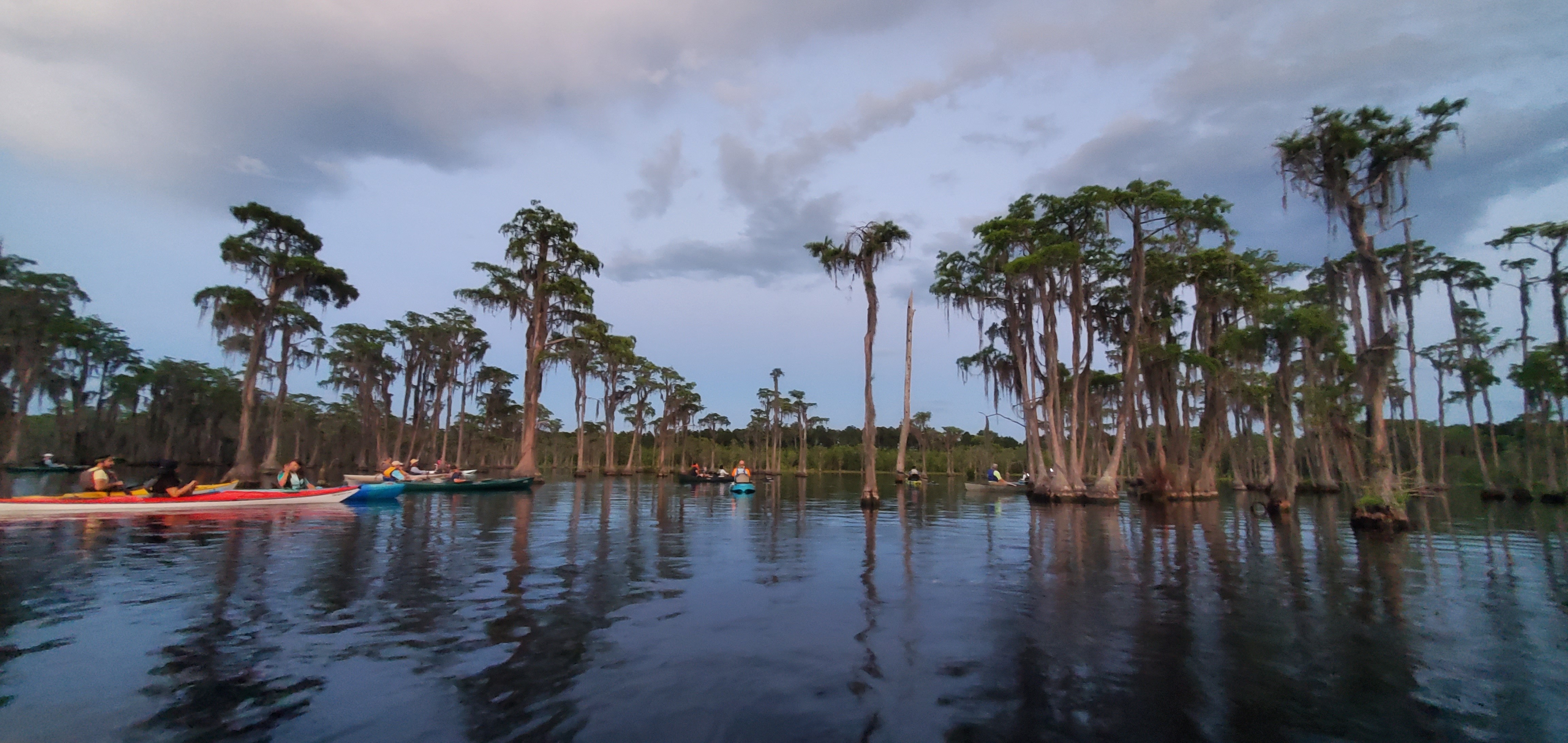 Flotilla at bat tree