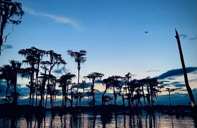 Cypress, storm clouds, bat tree --Gee Edwards