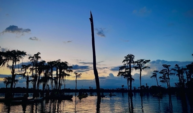 Saffron sunset bat tree --Gee Edwards