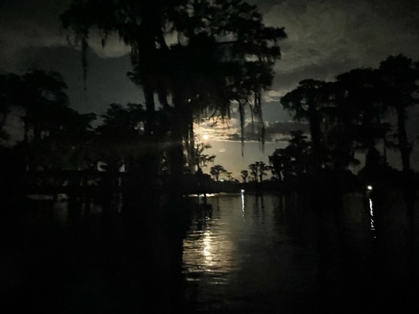 [Moon framed by cypress --Gee Edwards]