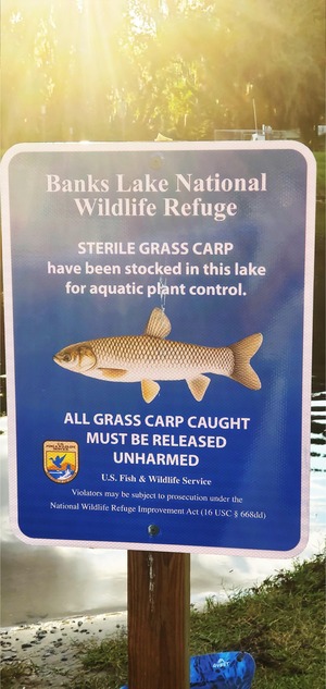 [Portrait Sterile Grass Carp sign]