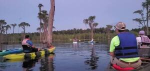 [Movie: Bats as moon clears cypress trees (13M)]