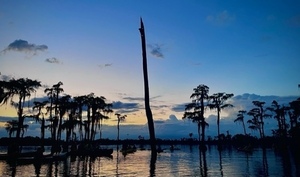 [Saffron sunset bat tree --Gee Edwards]