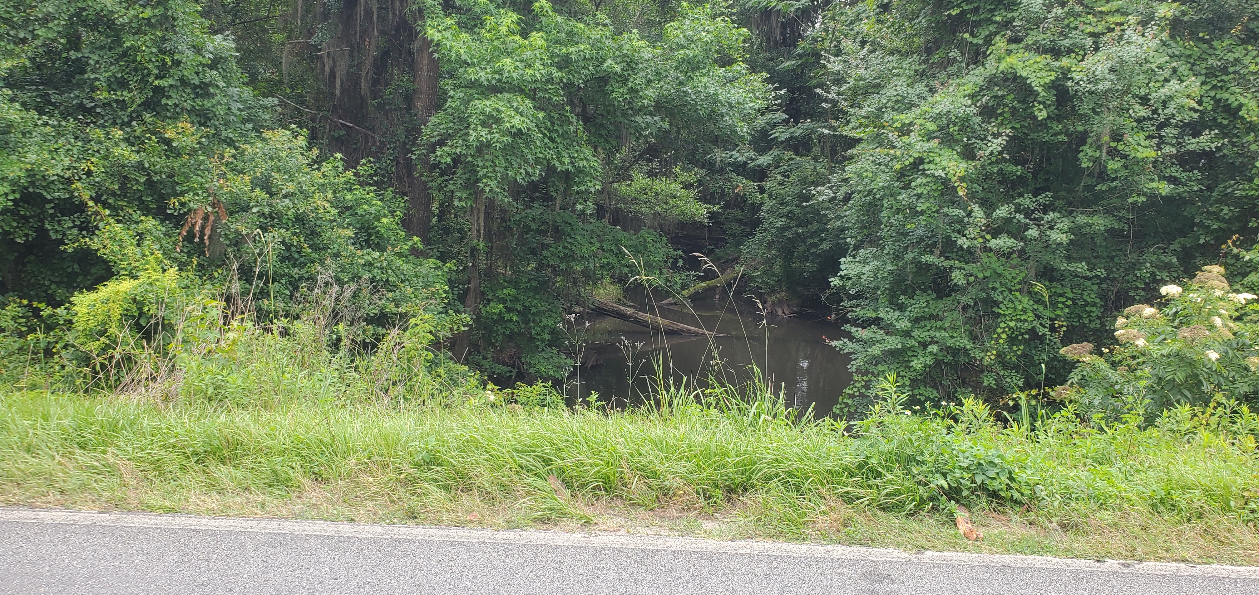 Clyatt Mill Creek downstream, Clyattville-Nankin Road, 2023:06:08 12:55:39, 30.6917230, -83.3268470