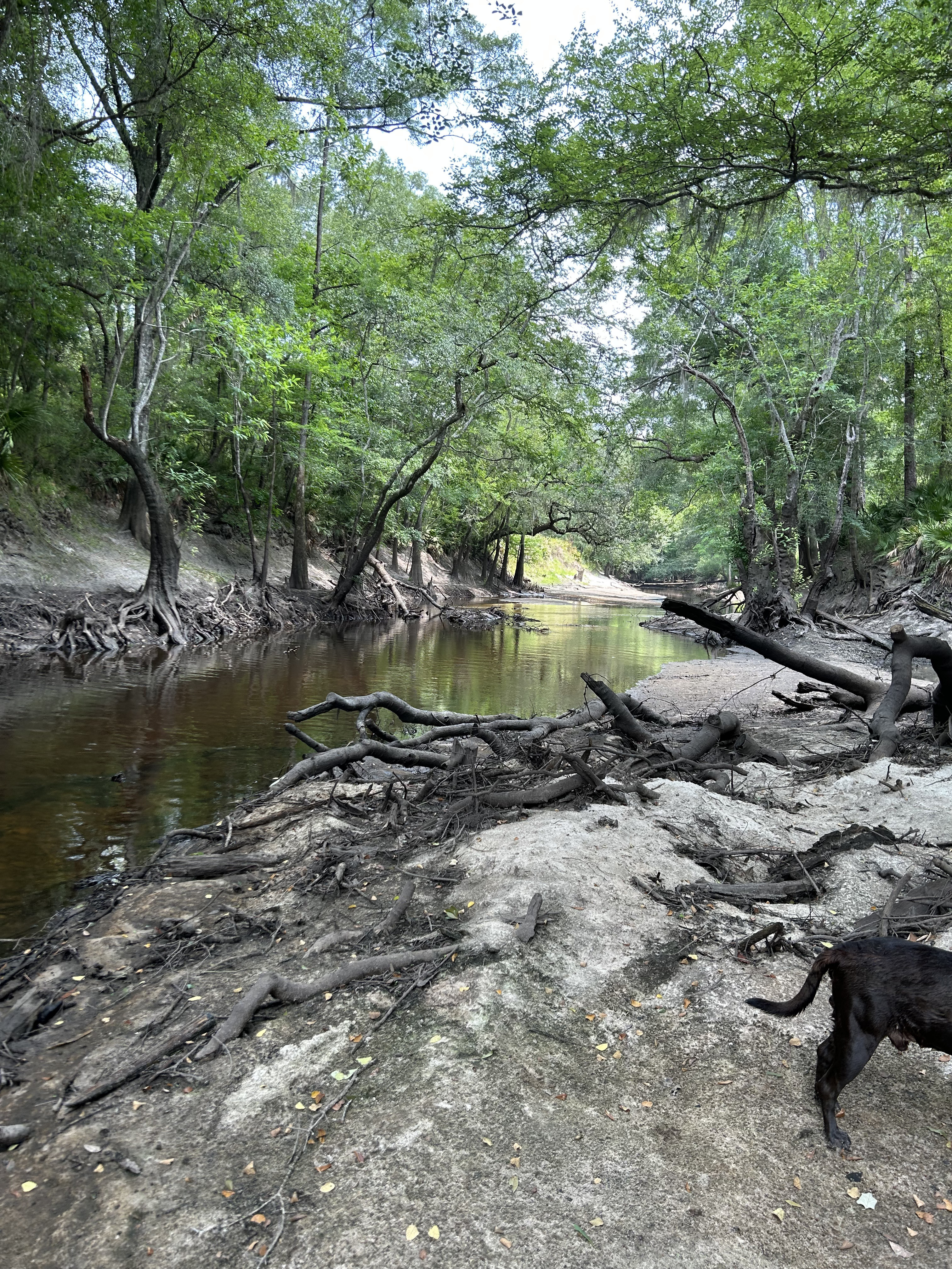 Staten Road, Withlacoochee River, 2023-06-08