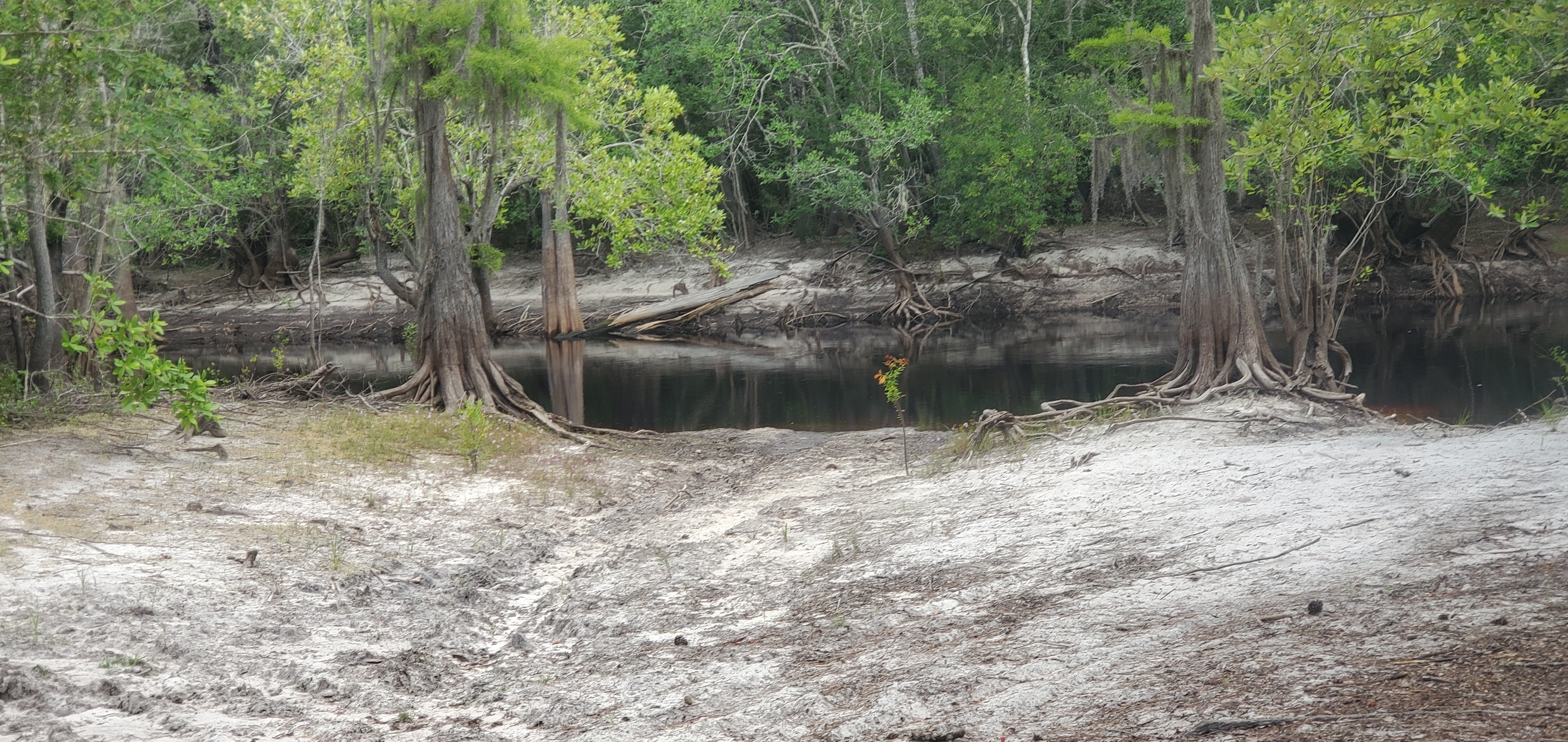 Three Steps Landing, on Conservation Fund land, 10:38:59, 30.7157100, -82.5097940