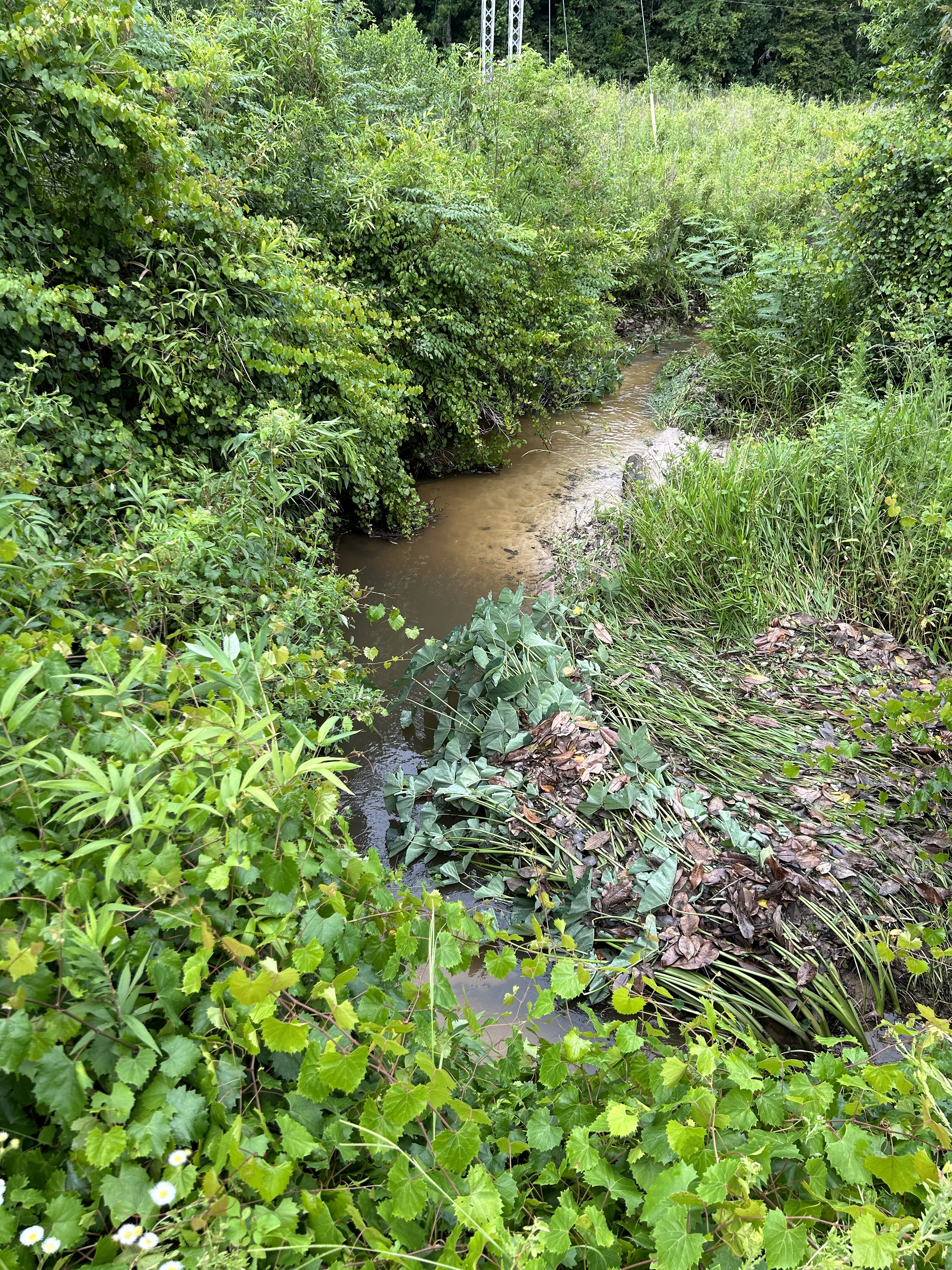 Crawford Branch, Withlacoochee River @ Skipper Bridge Road 2023-06-15