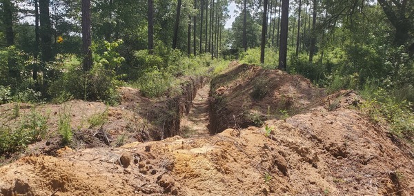 Drainage ditch in the woods 2023-06-20