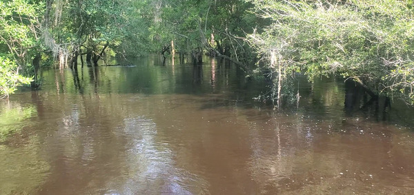 Upstream, Withlacoochee River from Tyler Bridge