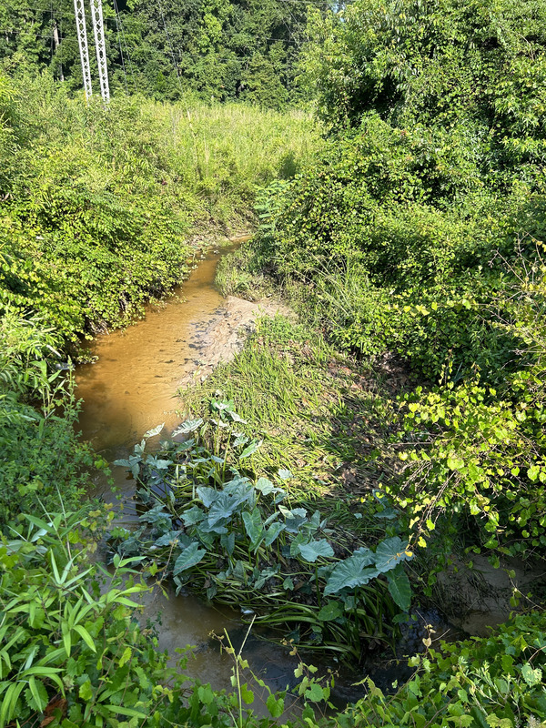 [Crawford Branch, Withlacoochee River @ Skipper Bridge Road 2023-06-25]