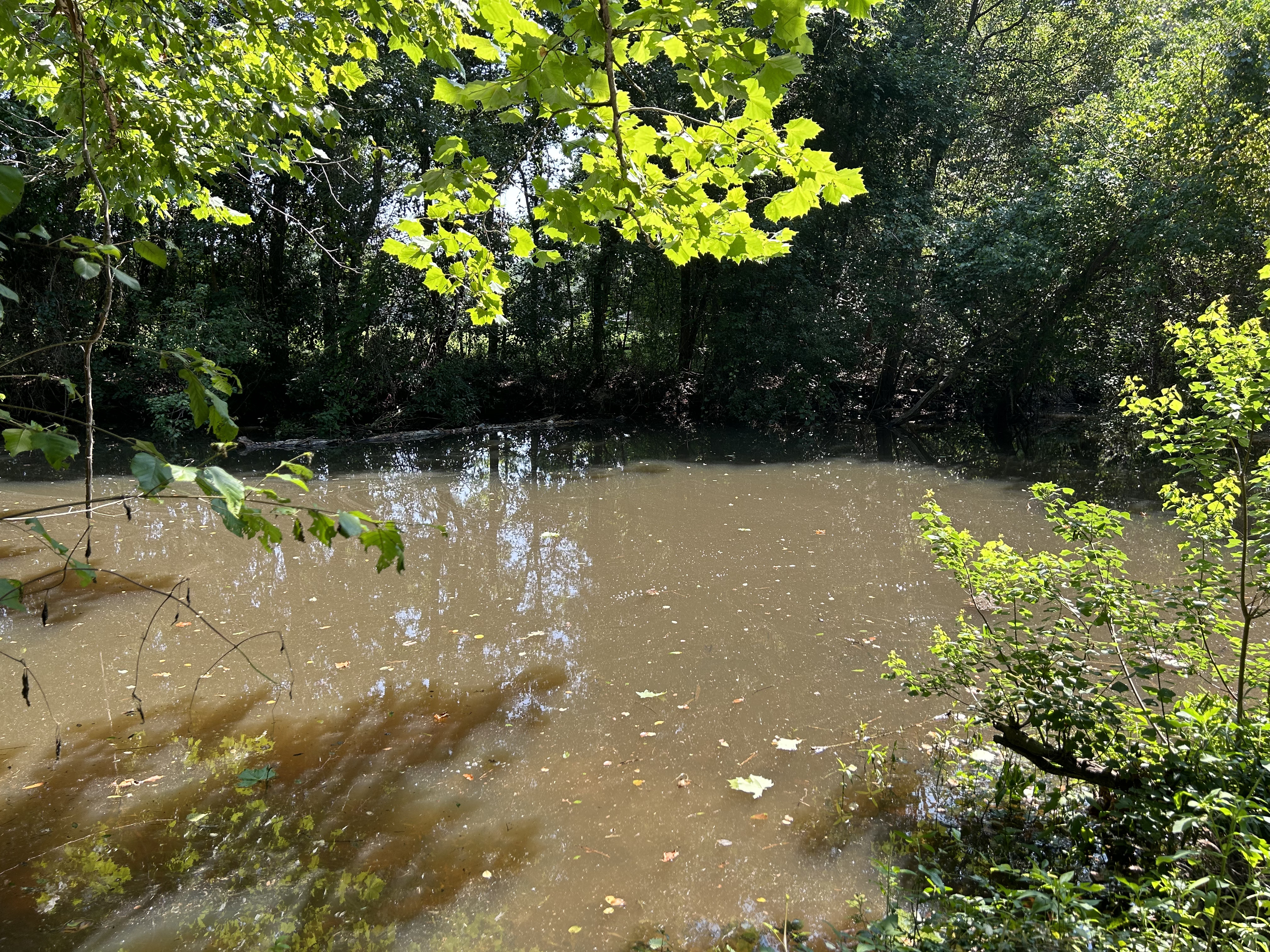 Sugar Creek, Withlacoochee River @ Gornto Road 2023-06-25