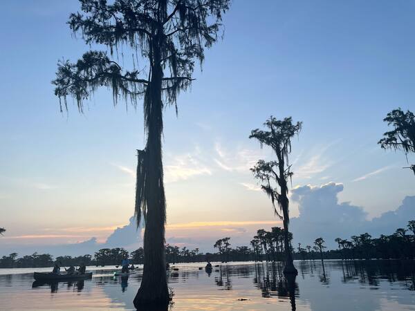 [Sunset cypress bat tree --Gee Edwards]