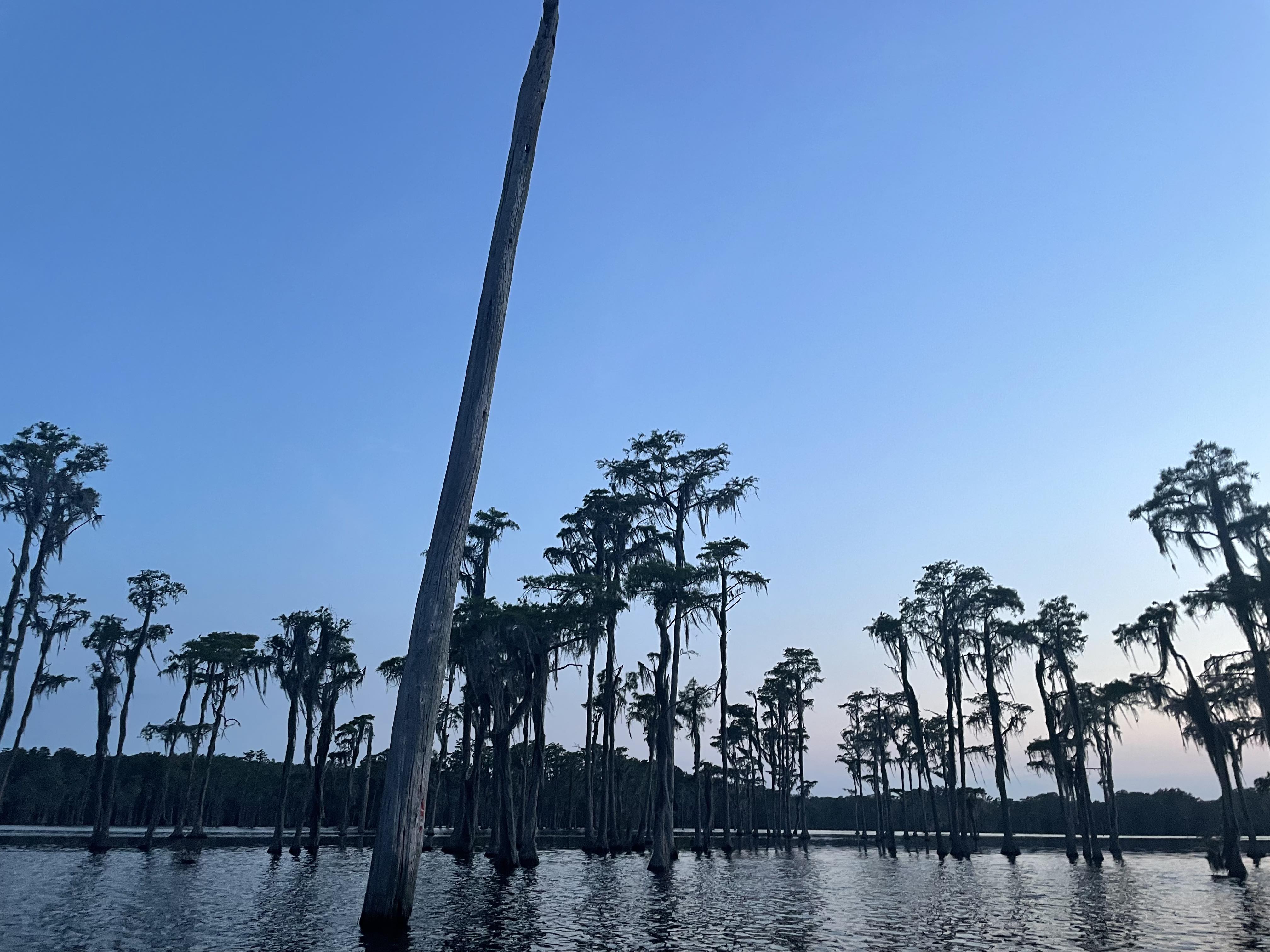 Leaning bat tree --Gee Edwards