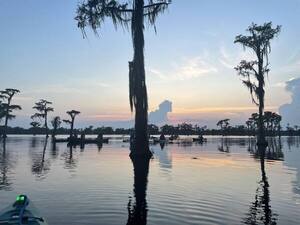 [Sunset bat tree --Gee Edwards]