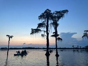 [Cypress bat tree --Gee Edwards]