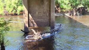 [Movie: Level and Flow, Nankin Boat Ramp, Withlacoochee River @ Clyattville-Nankin Road]