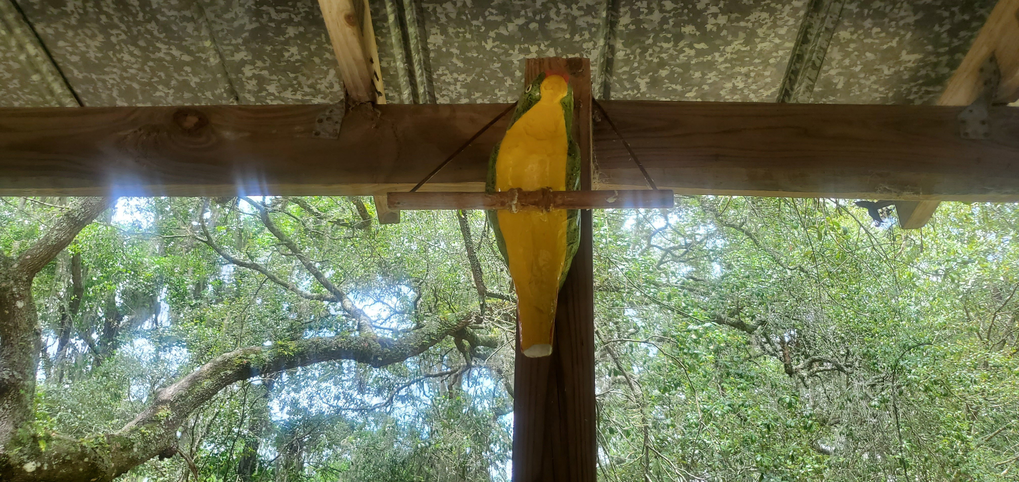 Parrot on the porch perch, 13:07:22, 30.5455311, -83.2506686