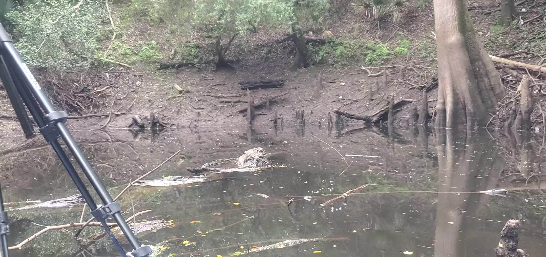 Movie: Chitty Bend Distributary Sink, 30.5176122, -83.2383962 (83M)