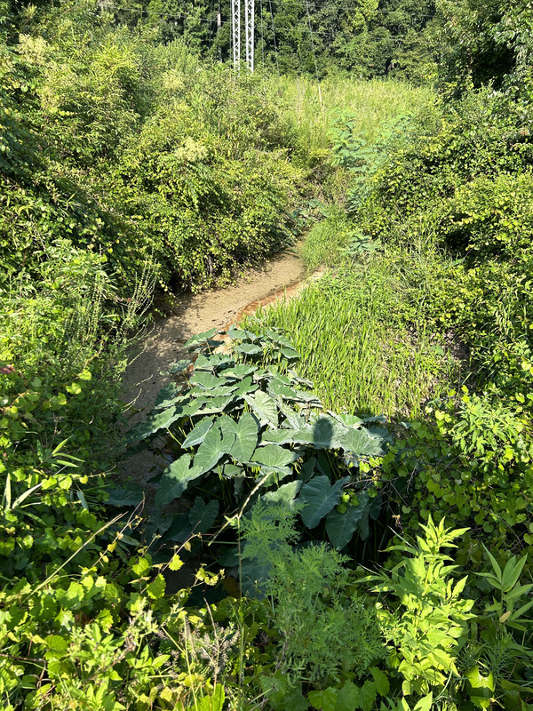 [Crawford Branch, Withlacoochee River @ Skipper Bridge Road 2023-07-20]