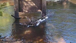 [Movie: Level and Flow, Nankin Boat Ramp, Withlacoochee River @ Clyattville-Nankin Road 2023-07-20]