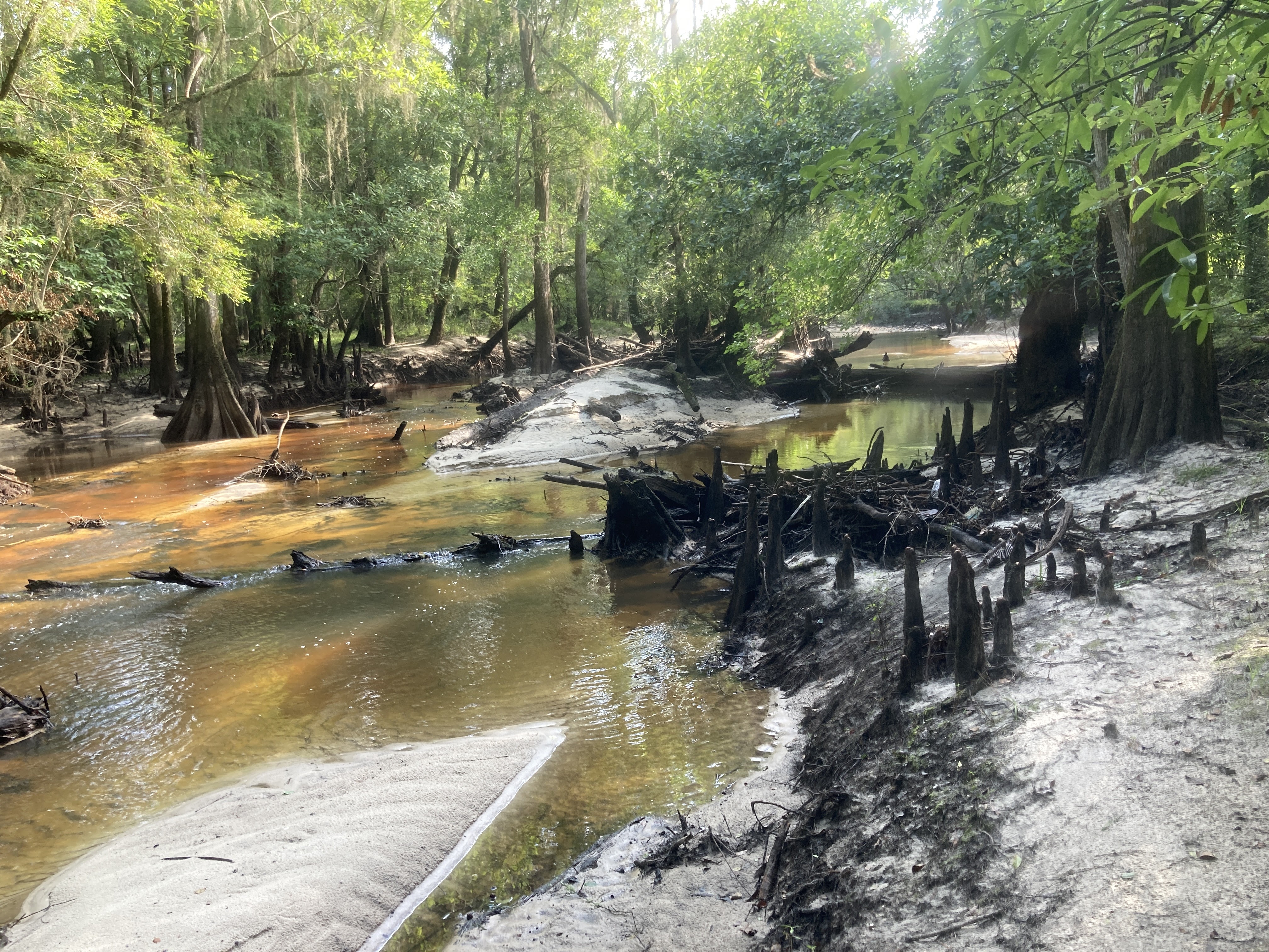 Withlacoochee River --Gretchen Quarterman