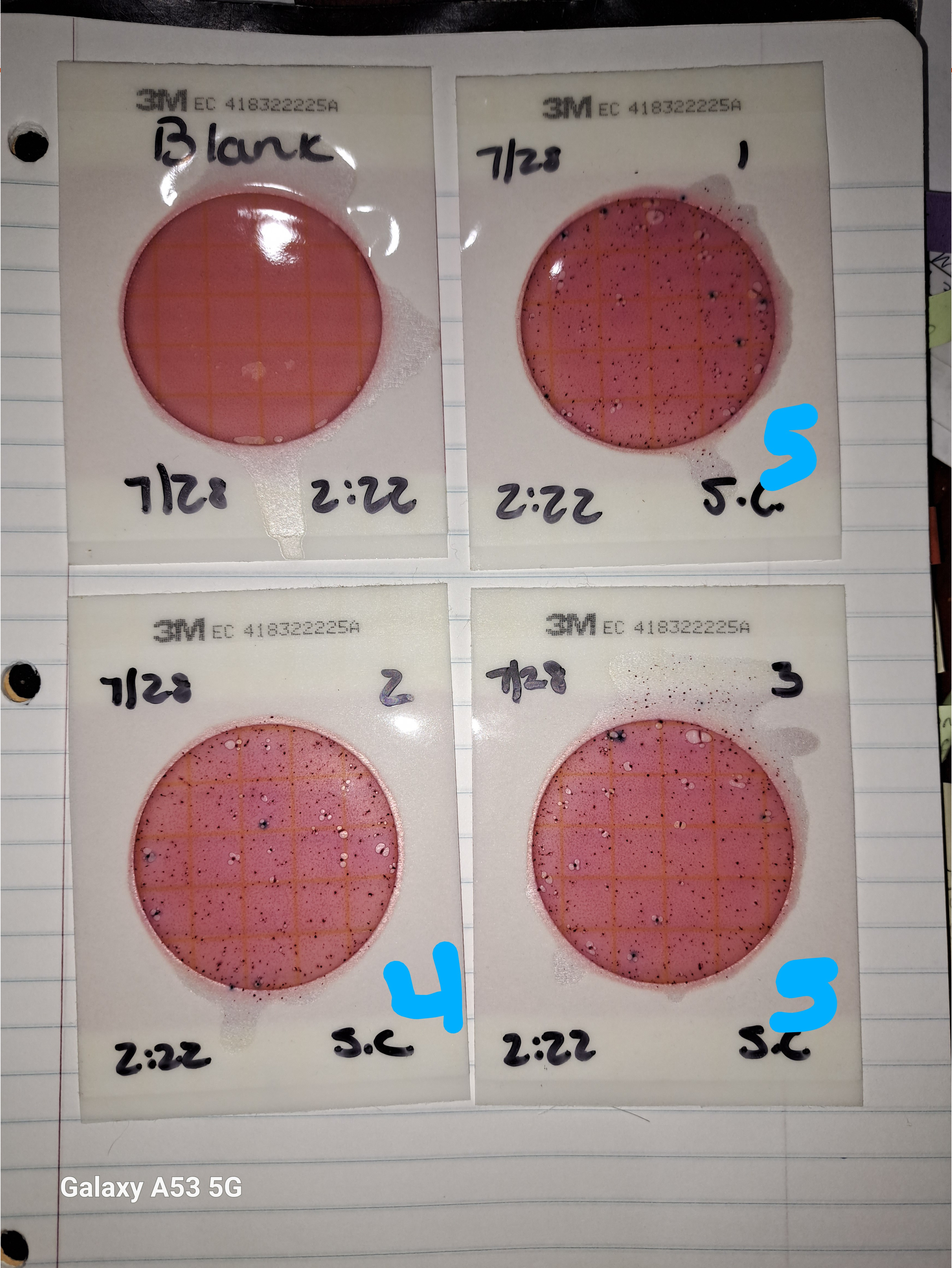 Labeled Plates, Sugar Creek, Withlacoochee River @ Gornto Road 2023-07-28