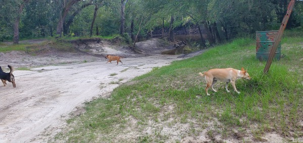 [Knights Ferry Boat Ramp, Withlacoochee River @ Knights Ferry Road 2023-08-03]