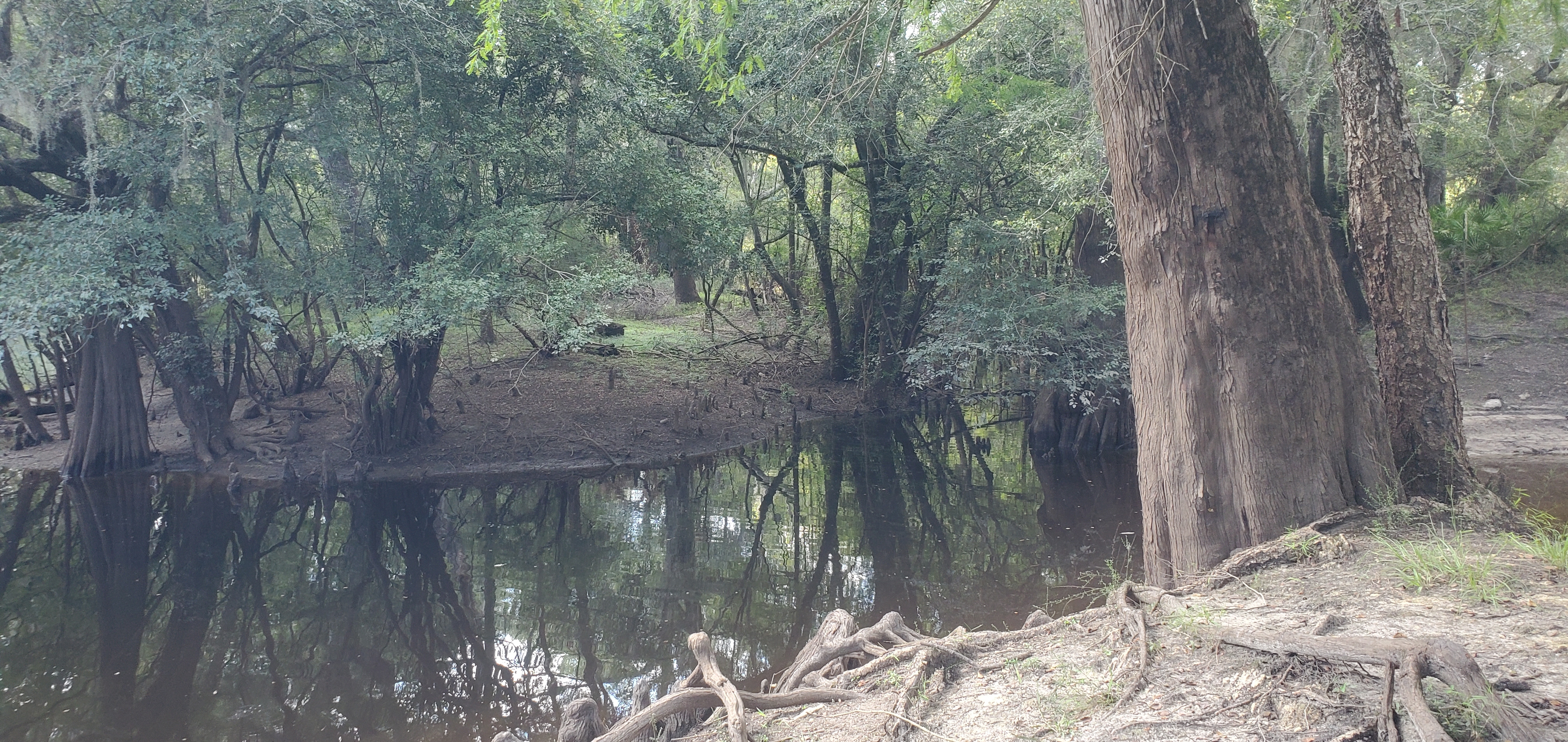 Creek, Knights Ferry Boat Ramp, Withlacoochee River @ Knights Ferry Road 2023-08-03