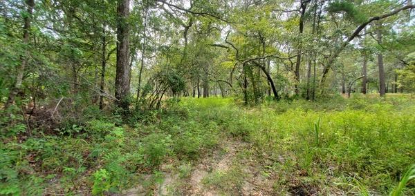 Pine Savannah above Garrett Road Landing, 13:52:18, 30.6861113, -83.4259833